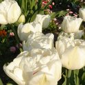 Tulipa double tardive 'Mount Tacoma' PB 10